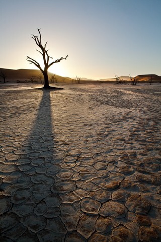 Deadvlei tree